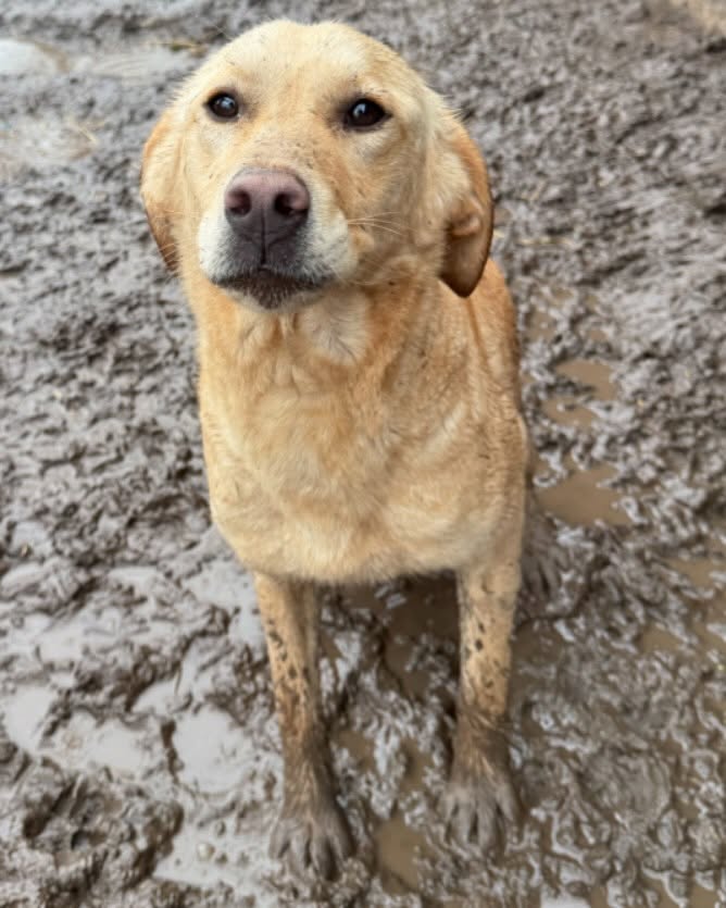 Animal rescue nikola