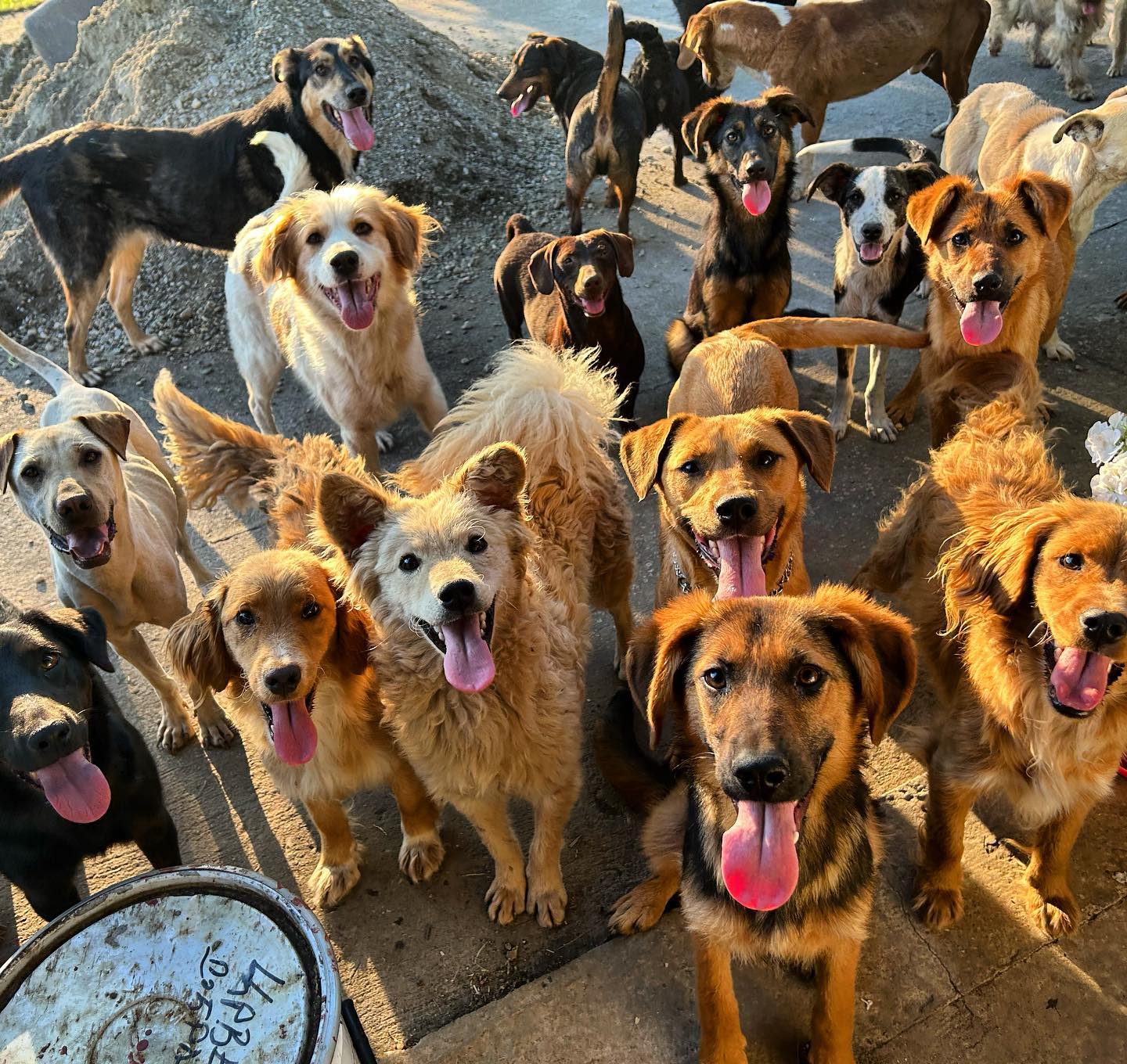 Animal rescue nikola