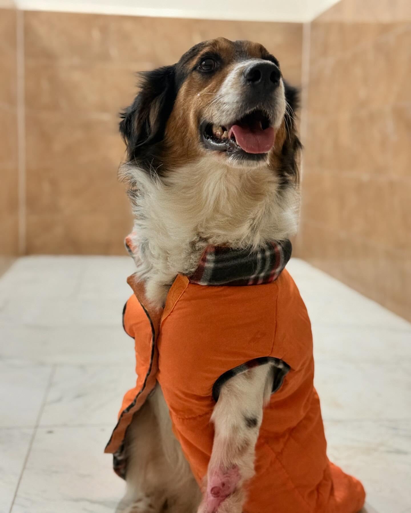 Animal rescue nikola