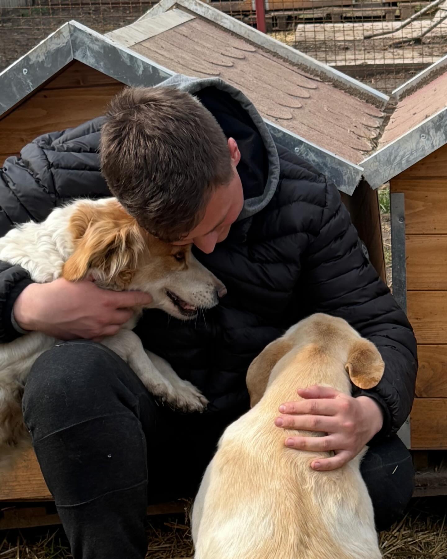 Animal rescue nikola